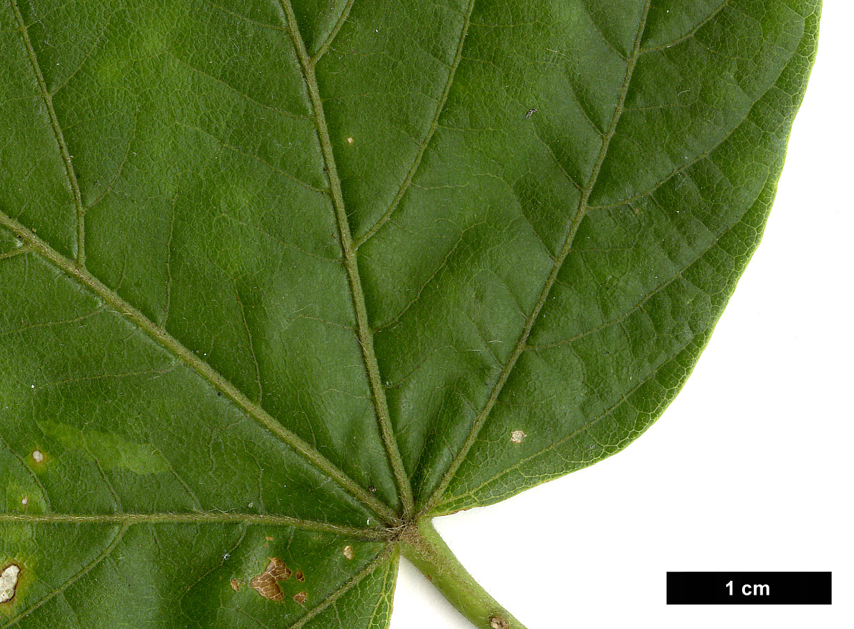 High resolution image: Family: Sapindaceae - Genus: Acer - Taxon: sterculiaceum - SpeciesSub: subsp. franchetii